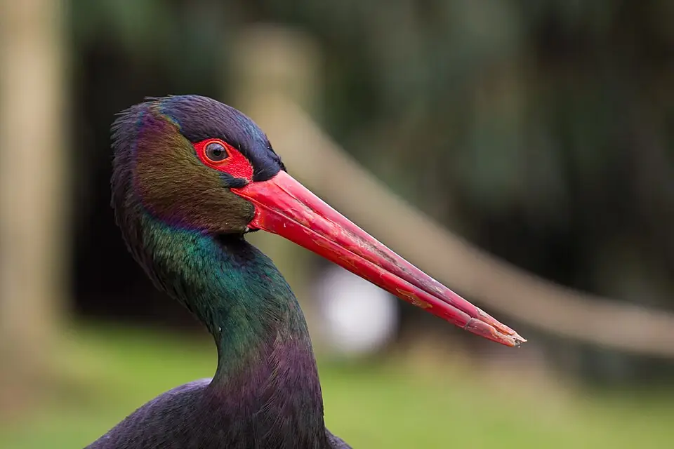Eindhoven Zoo in Mierlo