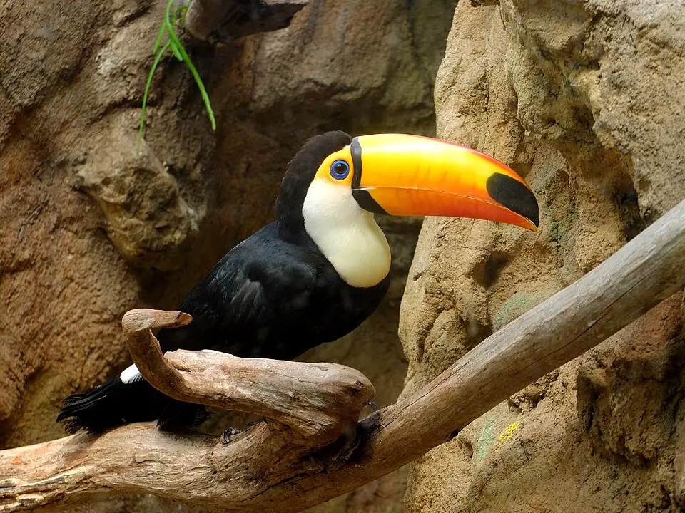 Avifauna in Alphen aan den Rijn